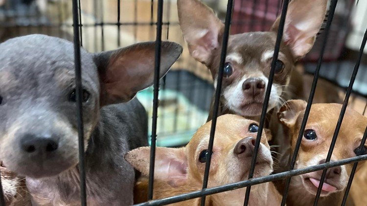 Spay Arkansas sponsors the neutering and spaying of over 70 chihuahuas saved in Avoca house fire