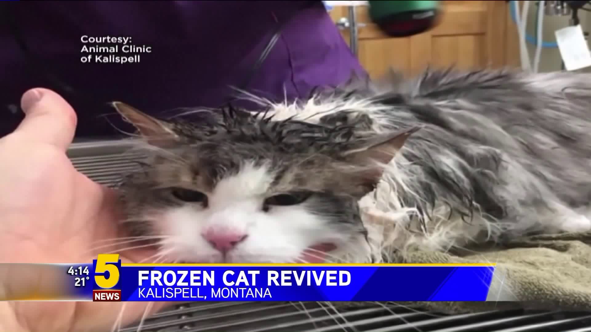 Frozen Cat Revived