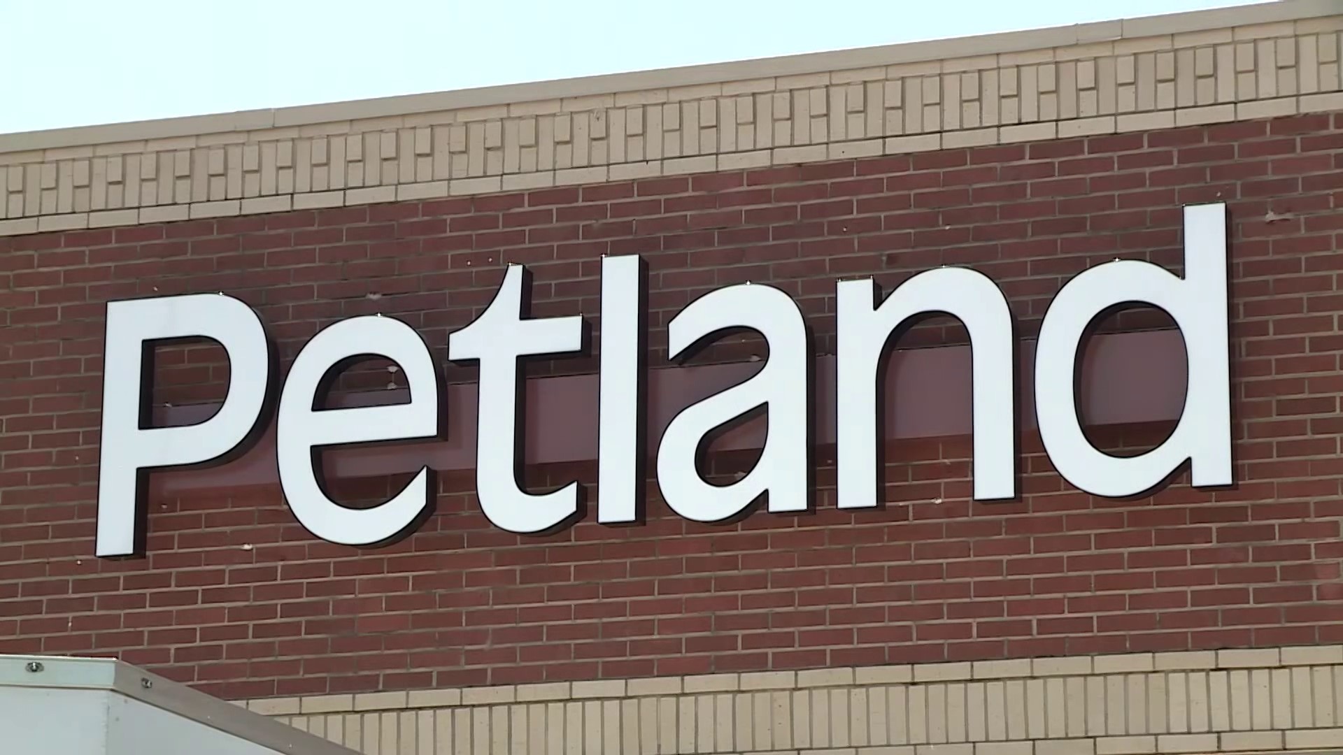 Newly opened Petland in Fayetteville could soon be asked to stop selling puppies due to an ordinance. However, state law might override the ordinance.