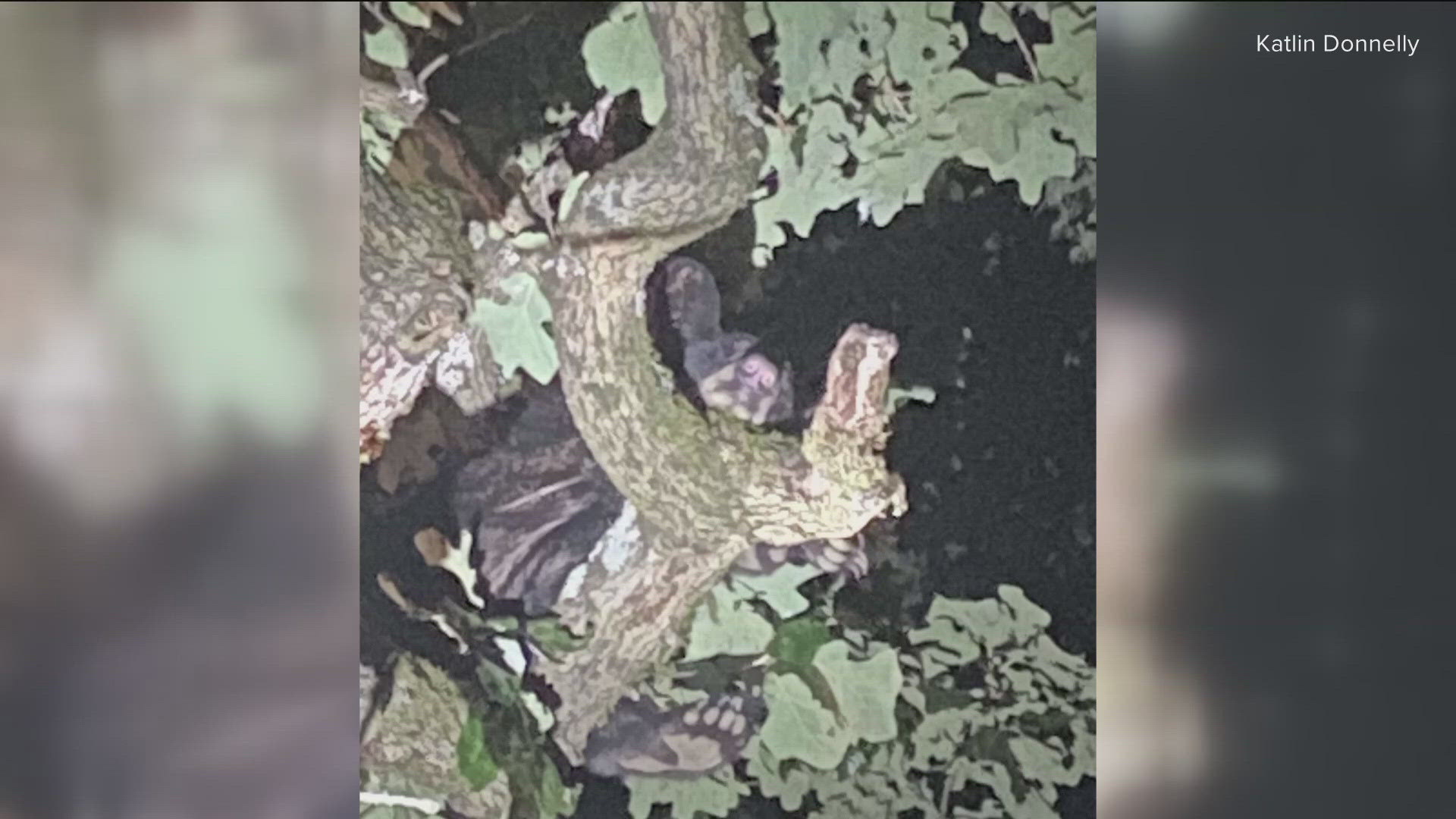 FSPD said in a release that officers responded to the 1900 block of S. 21st St. to contain the bear, which was perched in a tree.