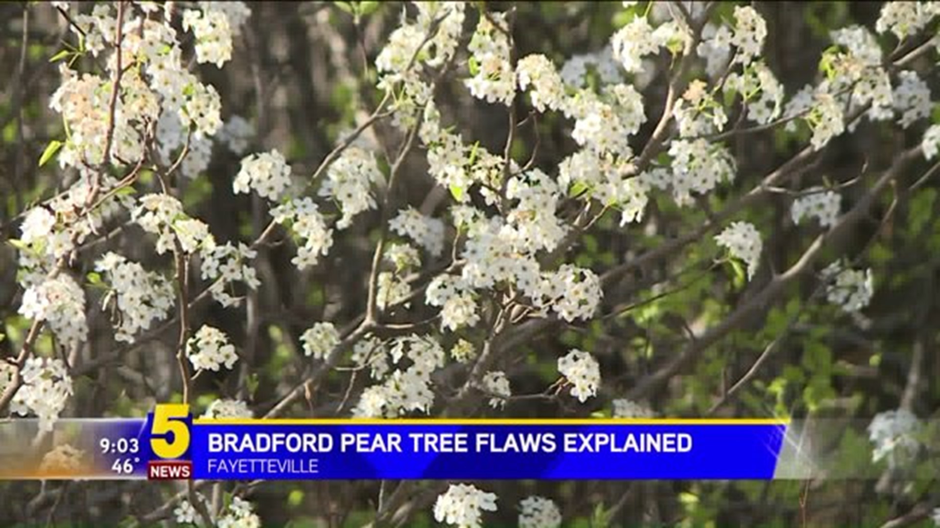 Bradford Pear Tree Flaw Explained