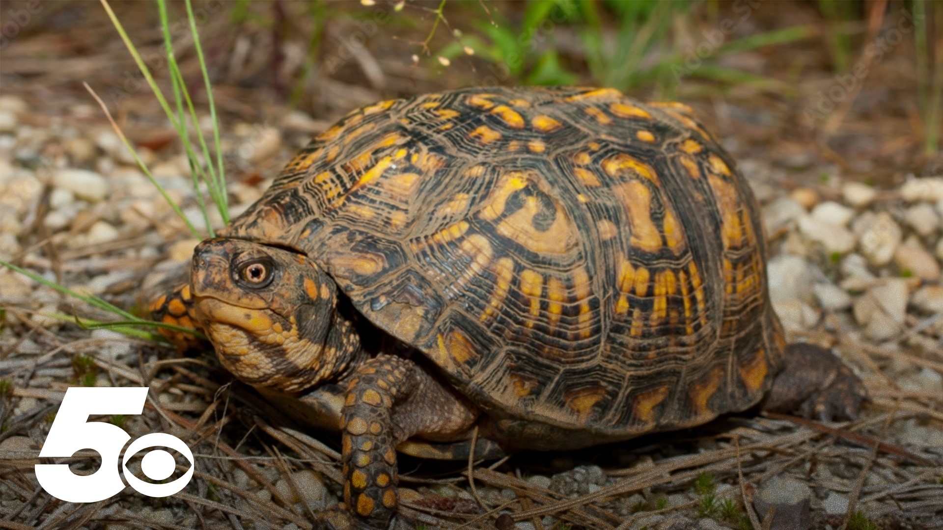 Box turtles are on the move all over Arkansas, with many found alongside roads in rural and suburban areas. Here are some tips on what to do if you come across one!