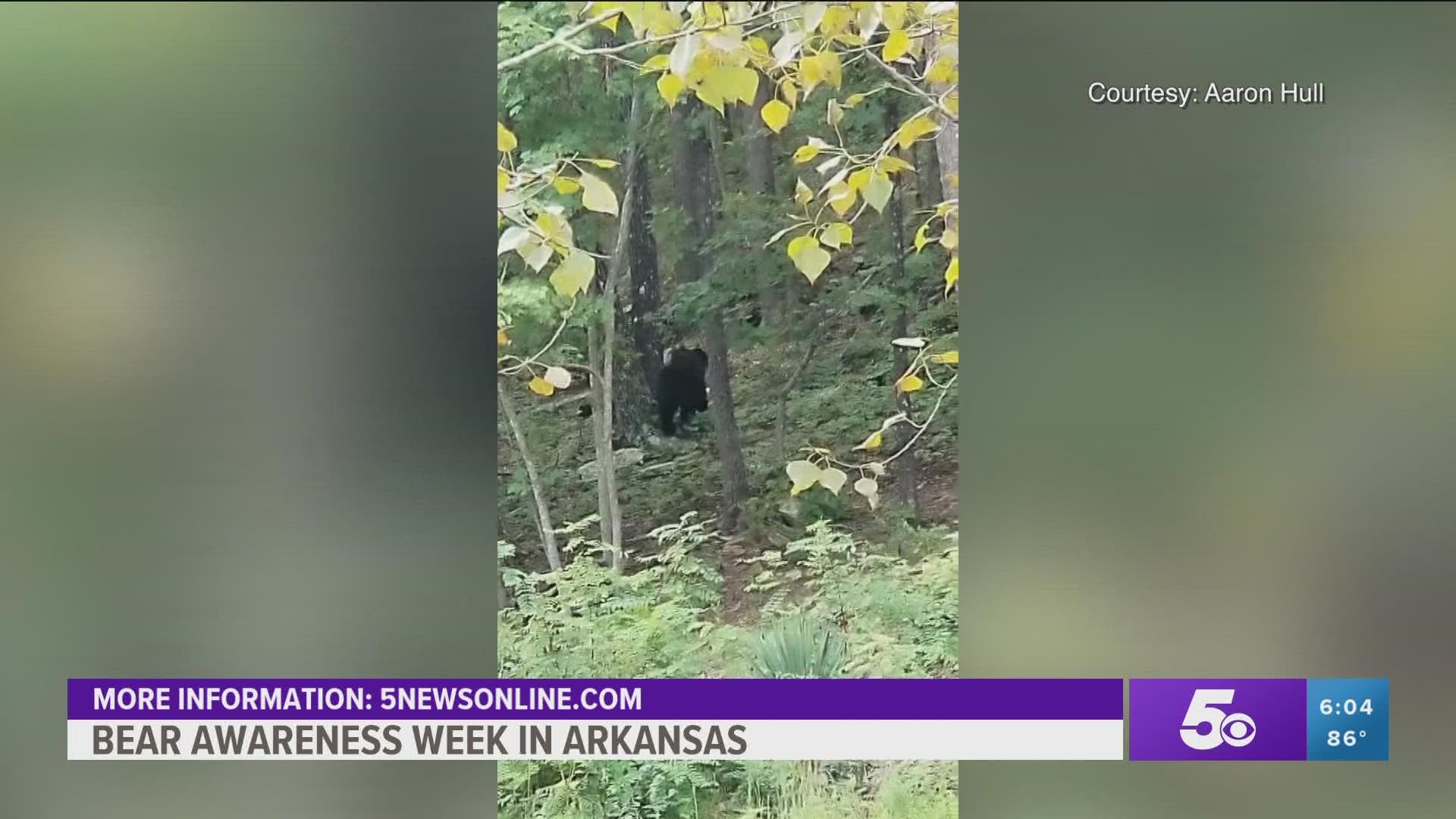 It is currently Bear Awareness Week in Arkansas! State leaders are celebrating the history of the bears and are working to ensure they are around for years to come.
