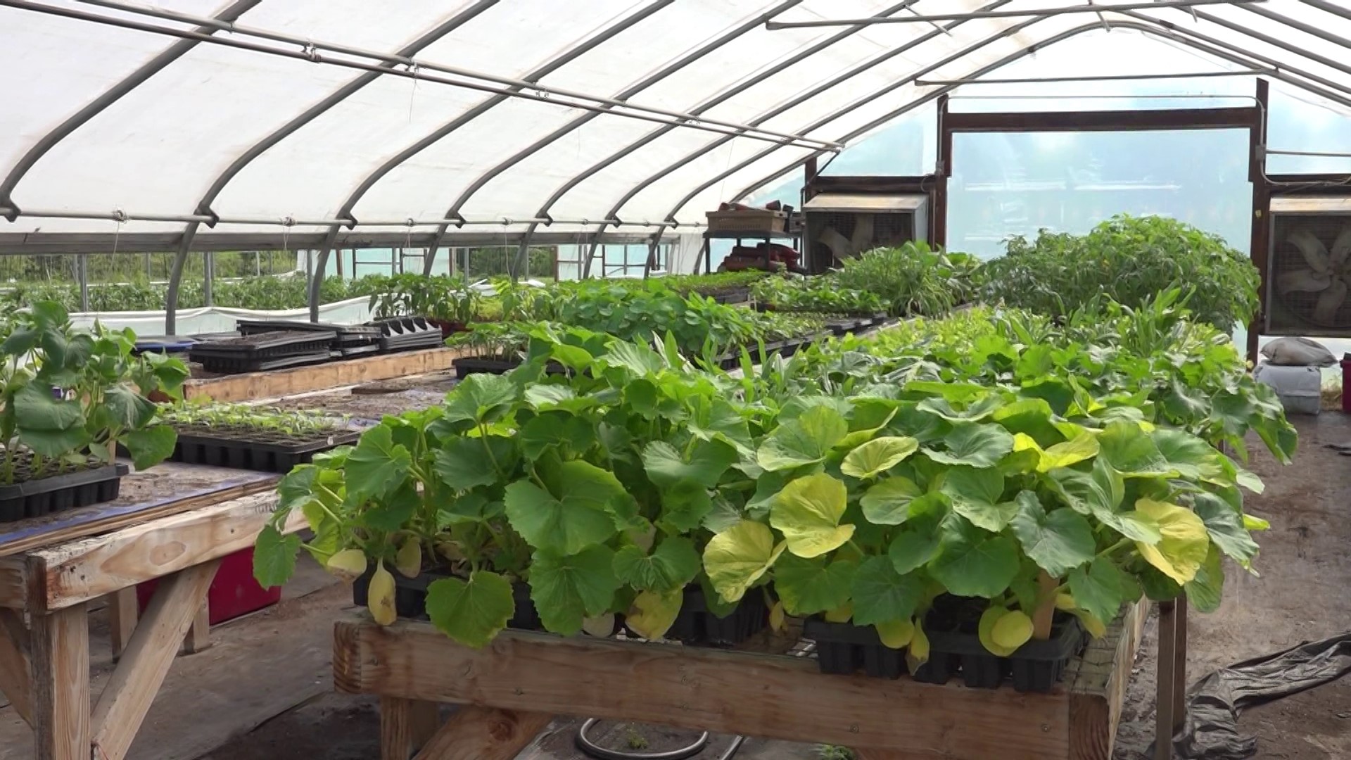 Cobblestone Farms is growing food for the purpose to give it to those in need. It also is looking to teach the community about farming in a sustainable way.