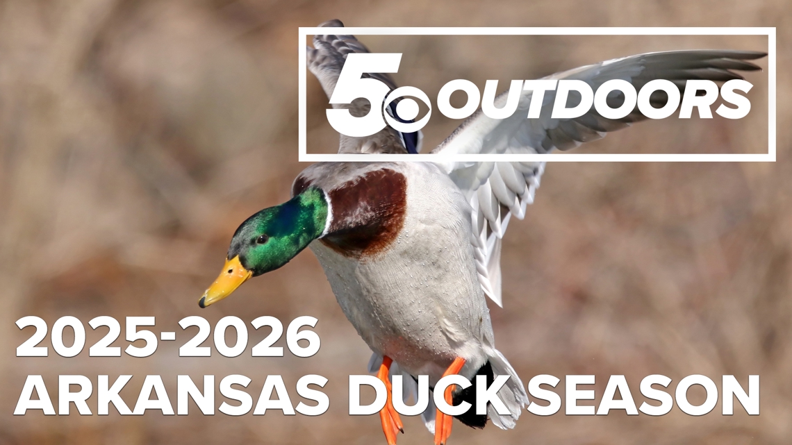 Fewer ducks, warm weather, low water: what it means for the duck opener in Arkansas | 5OUTDOORS