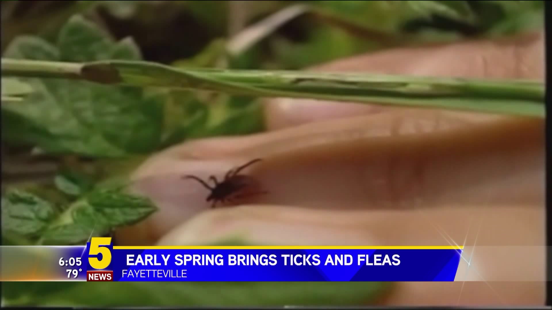 AN EARLY SPRING BRINGS FLEAS AND TICKS