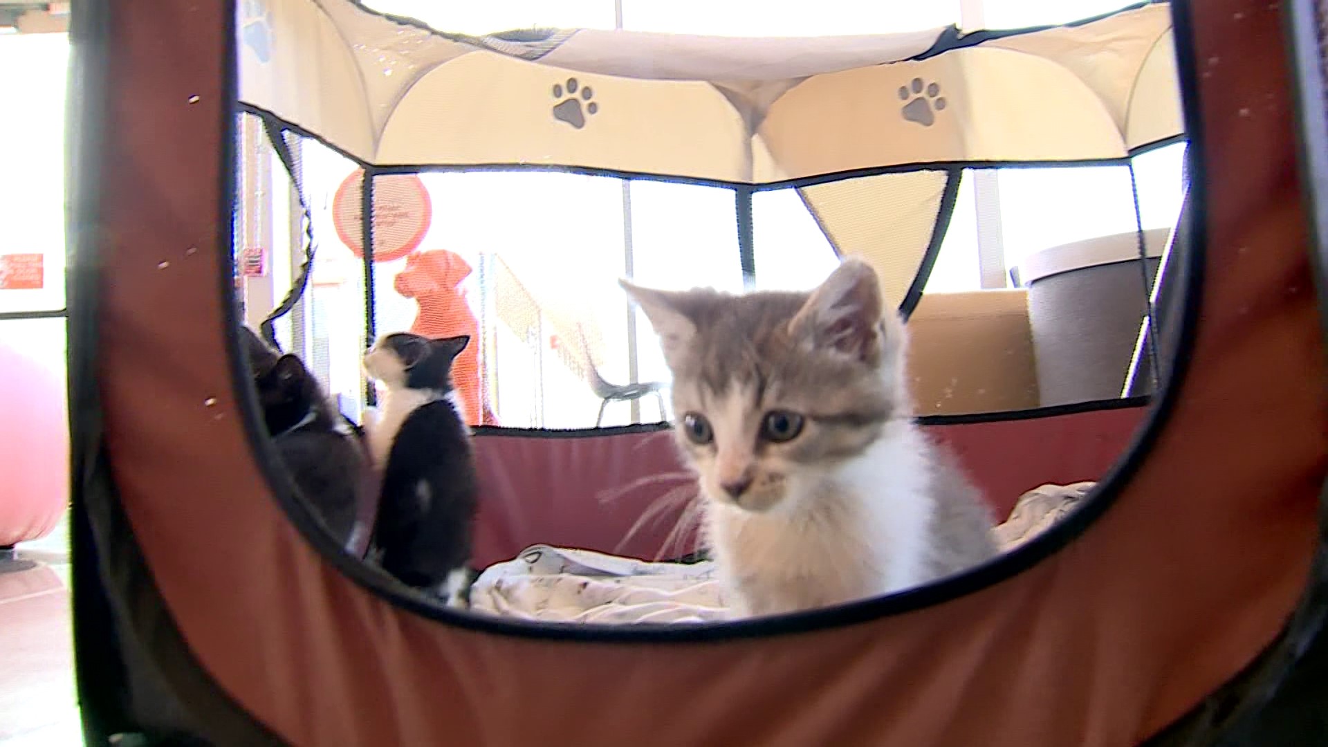 Kittens that were left orphaned after a tornado in central Arkansas will be up for adoption soon on PetFinder.