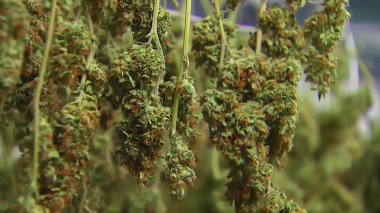 Arkansas reports $23 million in medical marijuana sales for August