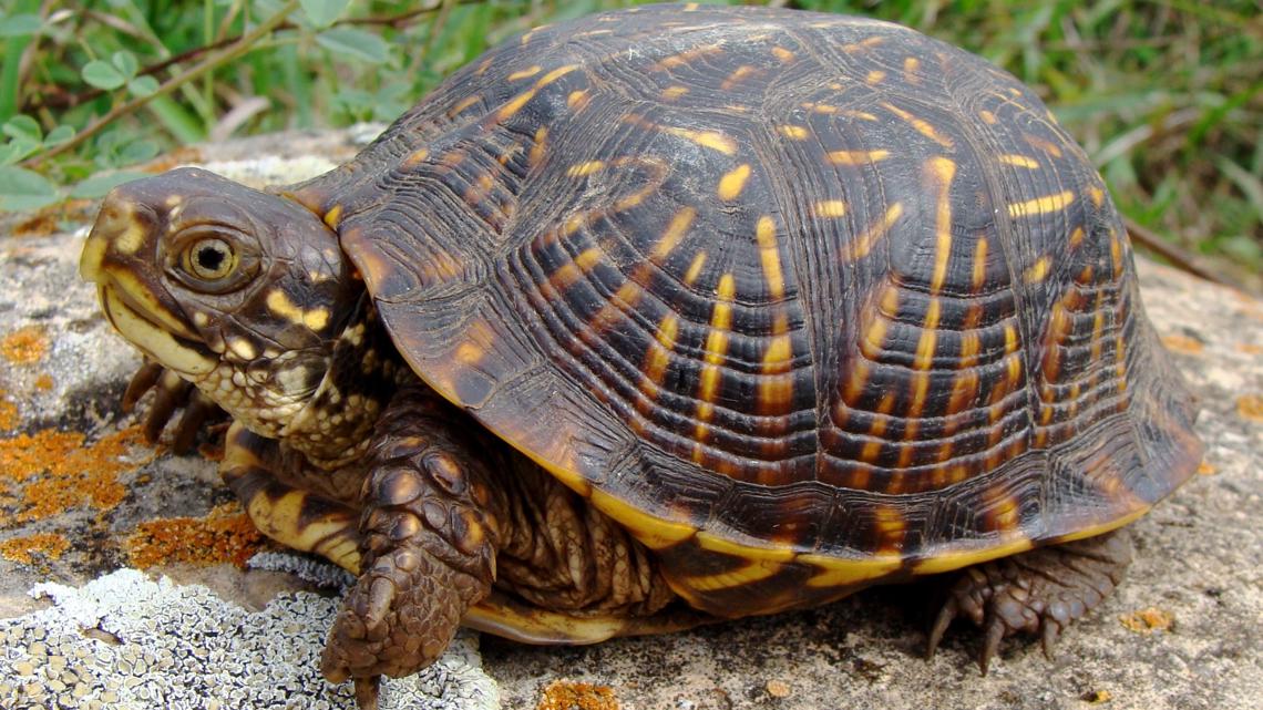 Here's what to do if you find a turtle on the side of the road ...