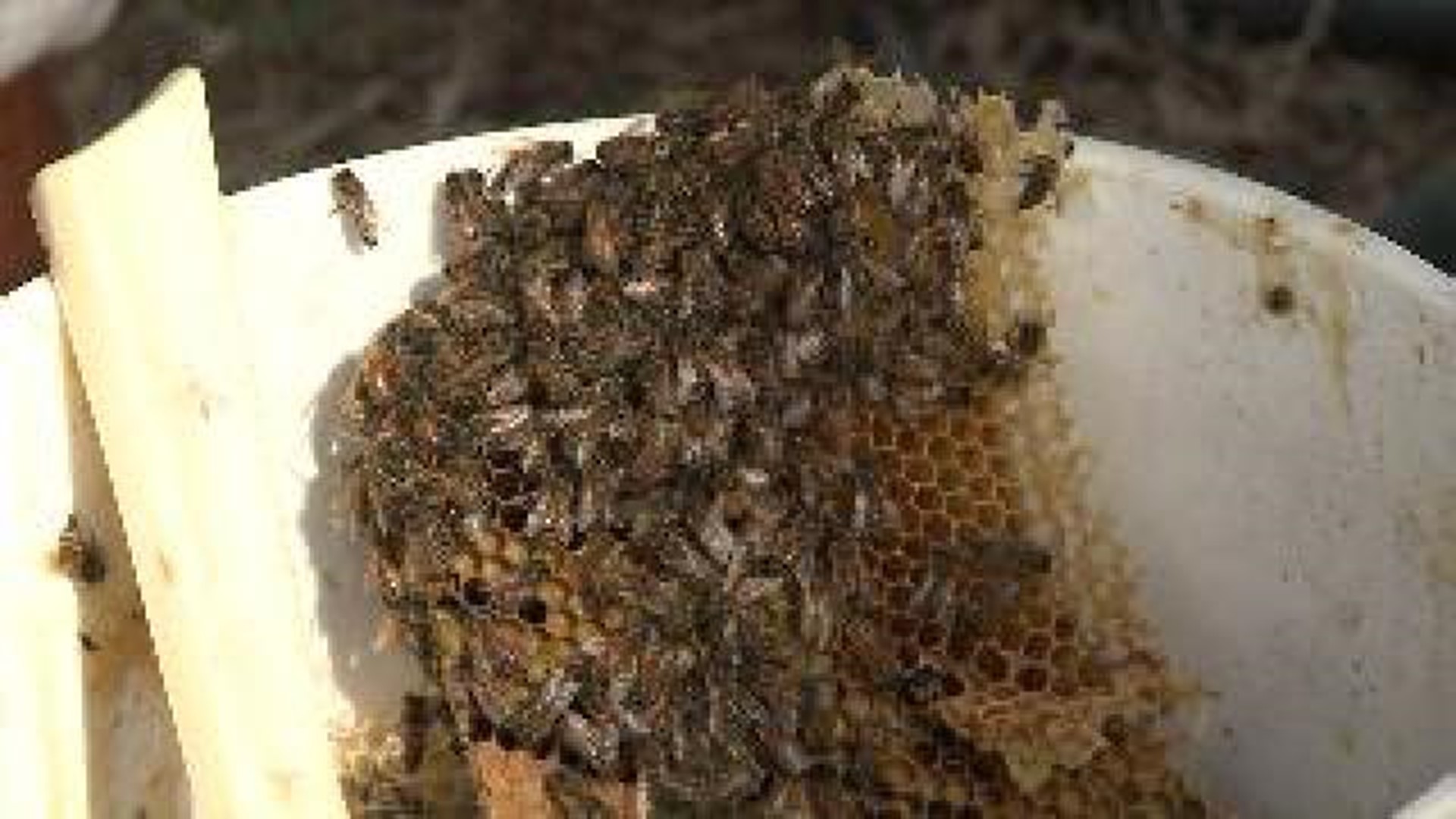Thousands of Bees Relocated