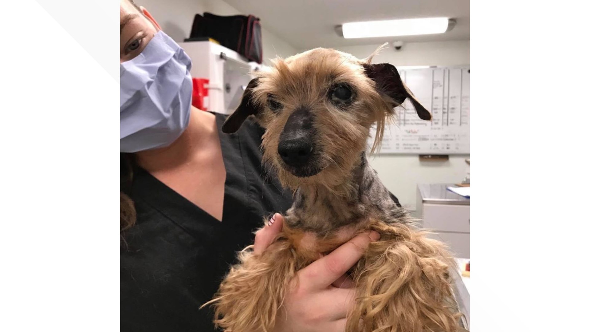 Local dog rescue helps needs donations | 5newsonline.com