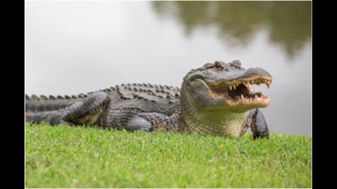 Arkansas Game And Fish Accepting Alligator Hunt Permits Starting June ...