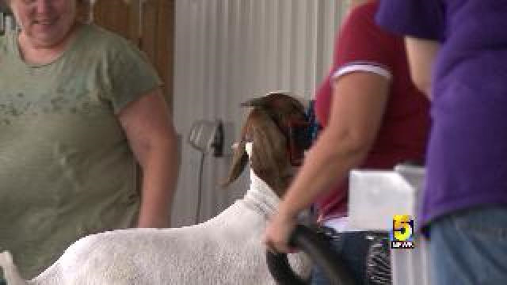 Goats Invade Benton County Fair