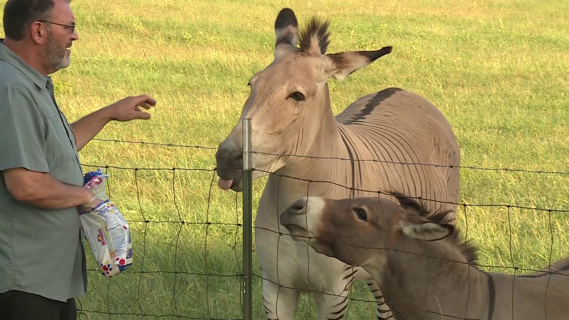 Zander the "zonkey" reportedly loves watermelons, apples, and his miniature donkey friend Drago.