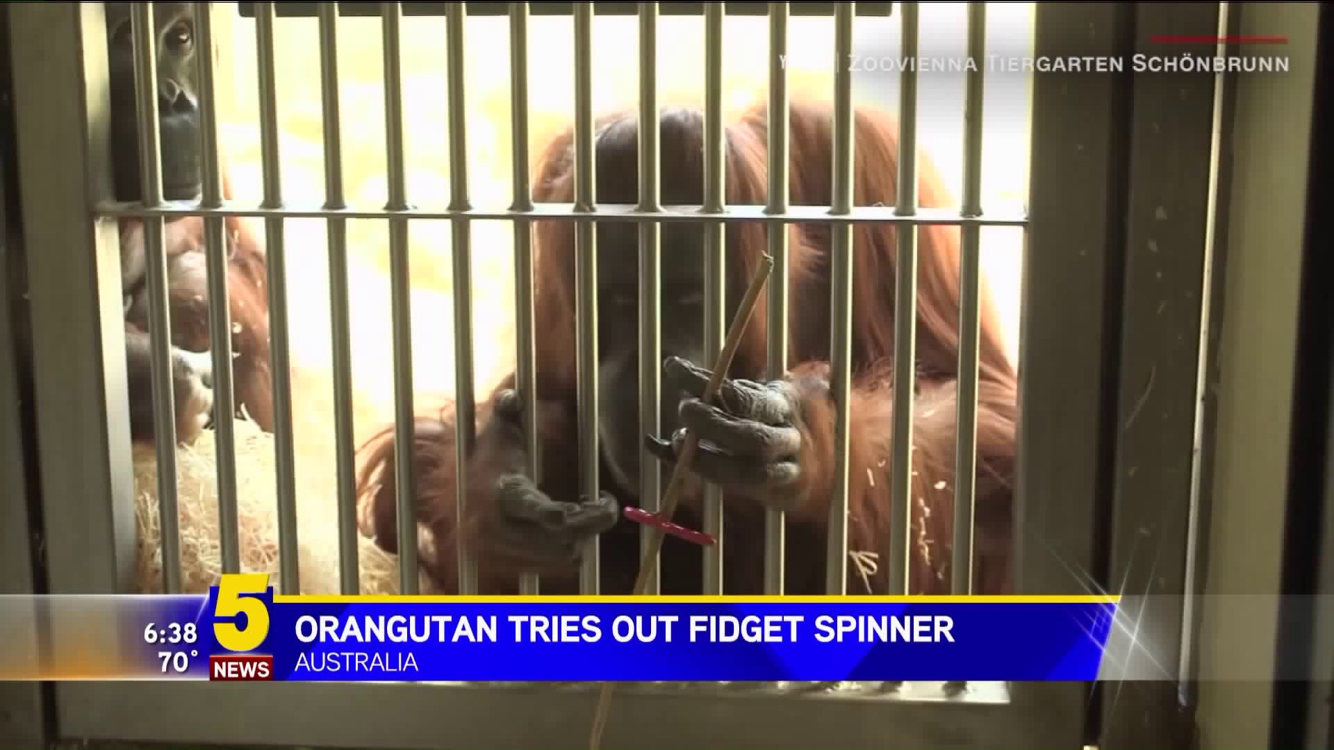 Orangutan Plays With Fidget Spinner