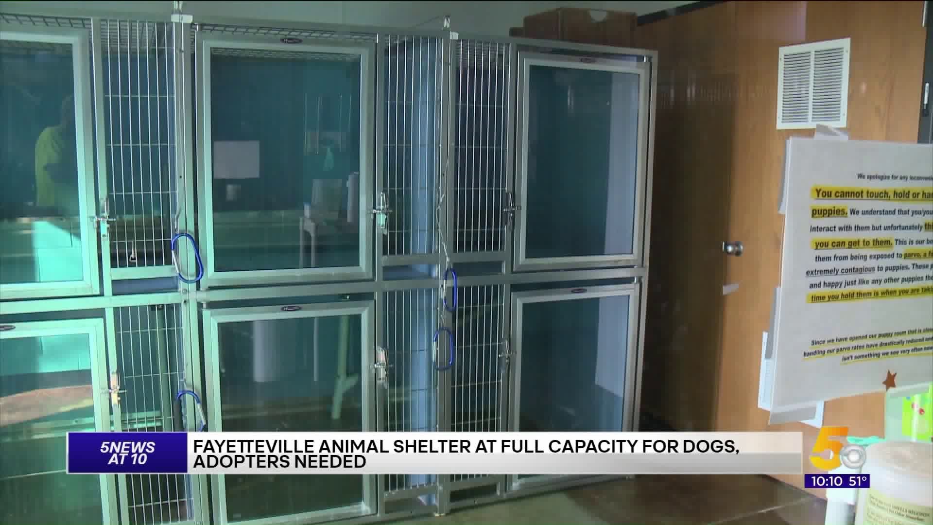 Fayetteville Animal Shelter Dog Room At Full Capacity, Adopters Needed