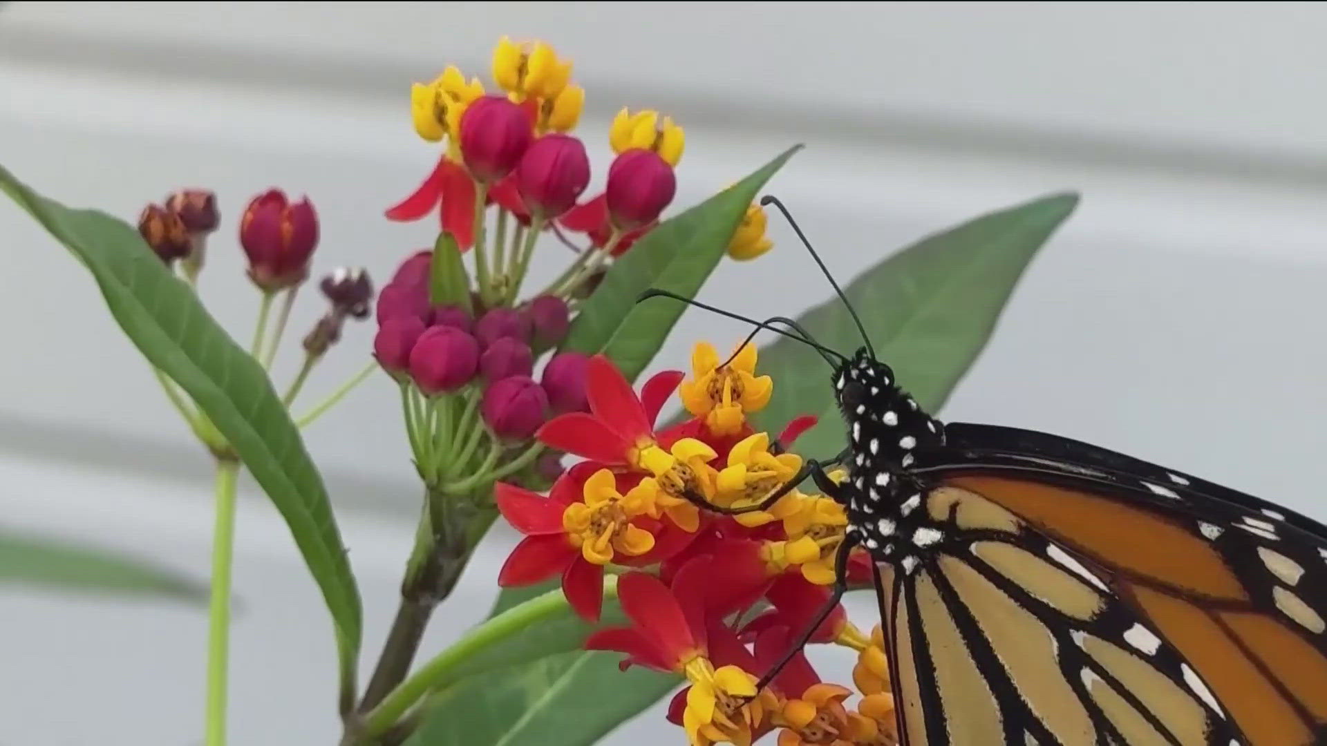 The annual Monarch Flight Festival took place on Sept. 14 in Springdale.