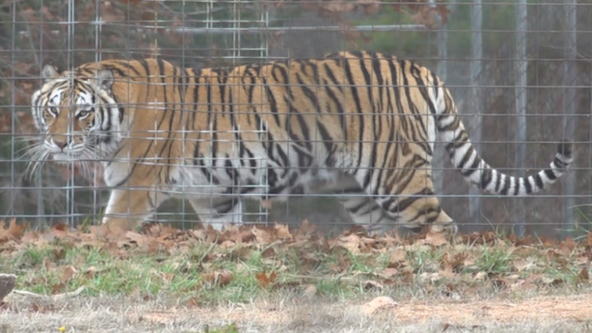 Big Cat Rescue is bringing most of its big cat population to Eureka Springs.