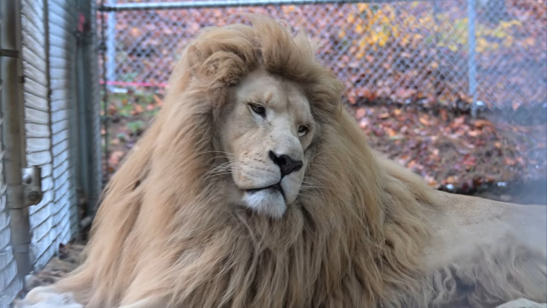Lion　38 Six lions rescued from Canada arrive at Turpentine Creek Wildlife