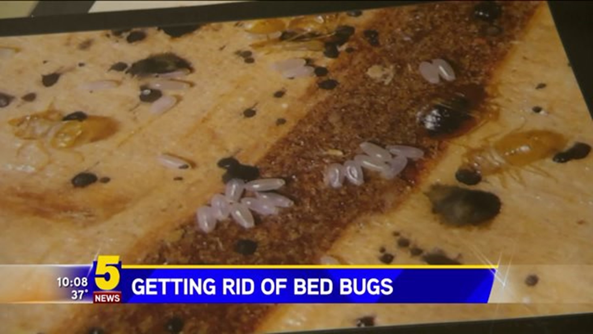 Getting Rid Of Bed Bugs