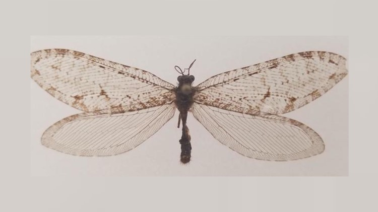 Bug found at Fayetteville Walmart turns out to be Jurassic-era insect
