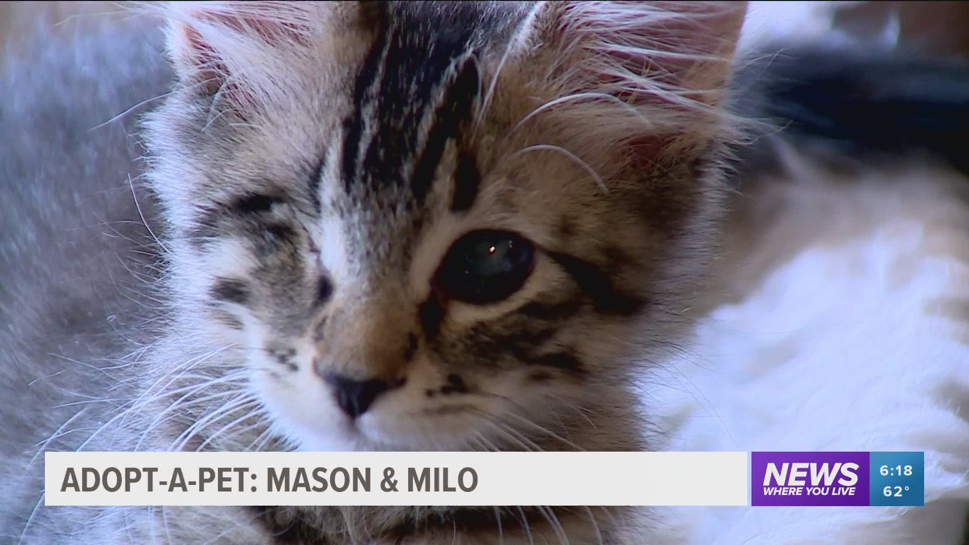 Milo and Mason, along with about 80 other cats and kittens, are available for adoption at Mew Cat Rescue in Bentonville.