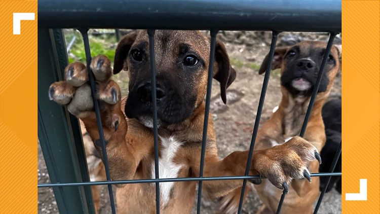 Fayetteville animal services overcrowded by puppies in need