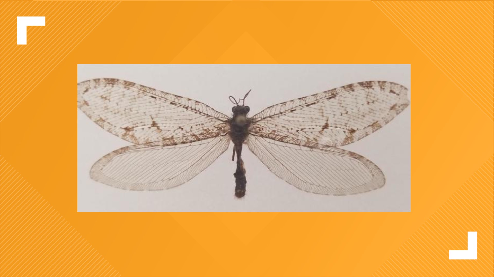 The giant lacewing was found in 2012 by a PhD student.