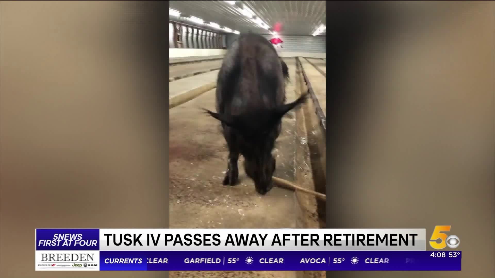 Former Razorbacks` Live Mascot Tusk IV Has Passed Away