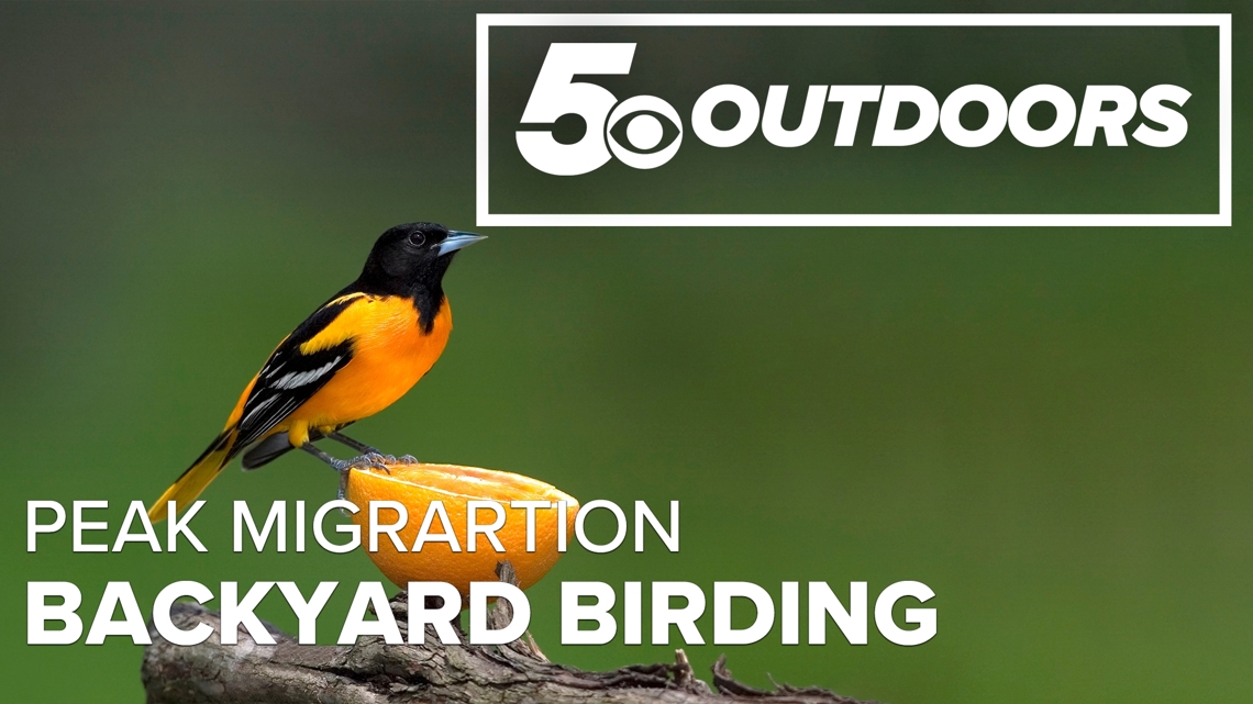 Peak migration brings a birding “Super Bowl” to Arkansas & Oklahoma | 5OUTDOORS
