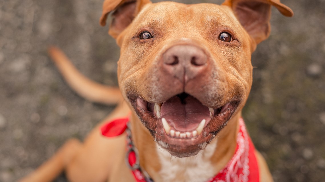 Local dog rescue receives $10K grant to support community - Vimarsana News