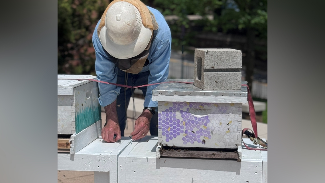 The library's rooftop beekeeping was put on pause after a fire started by equipment caused $1 million in damage.