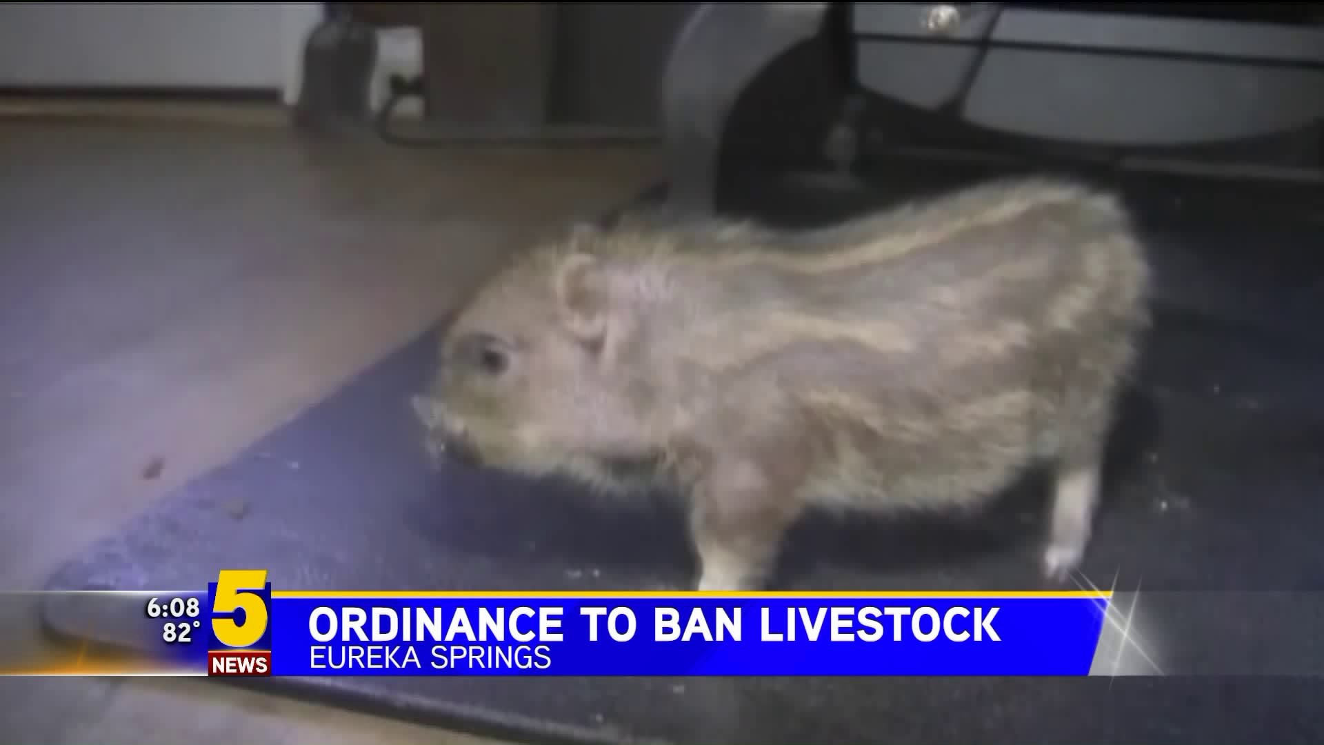 Eureka Springs To Enforce A 1952 Ordinance Banning Pigs