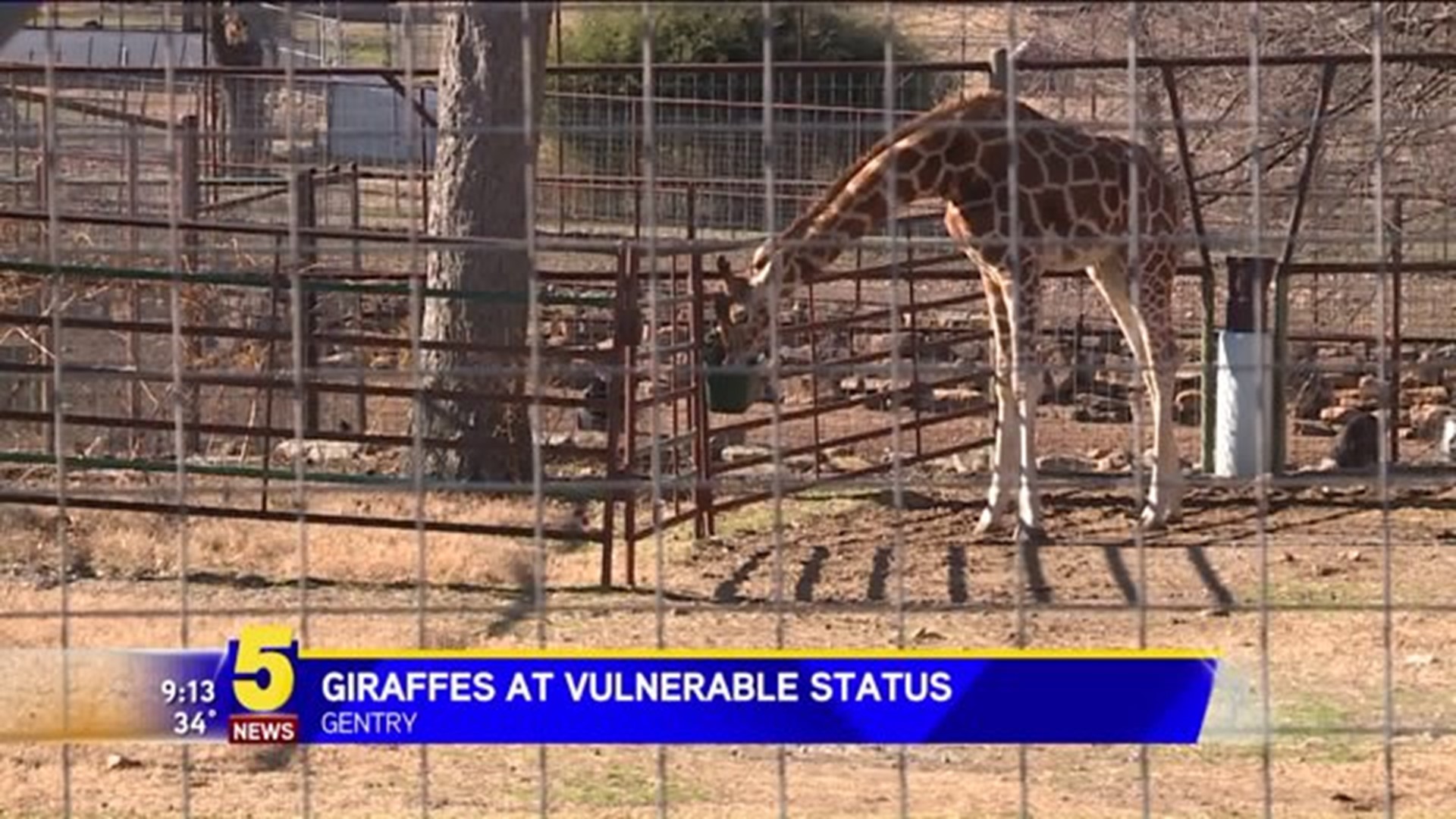 Giraffes At Vulnerable Status