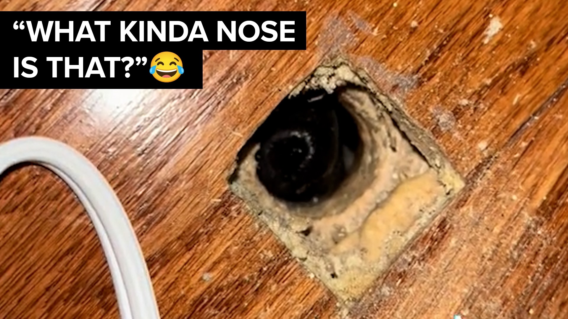 A video of a hole in Robert Bishop's Fayetteville home quickly took TikTok by storm after many speculated what critter was sniffing around.