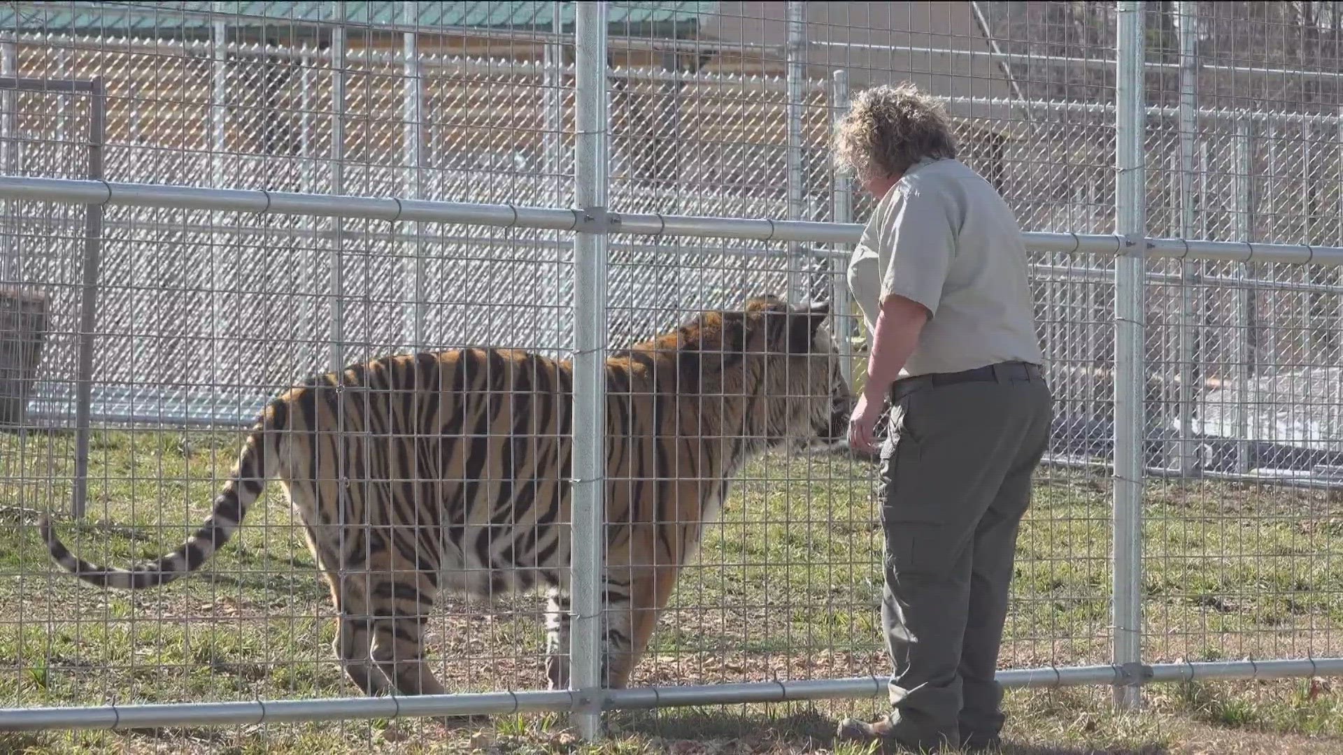 FOR MORE THAN THIRTY YEARS – THEY HAVE RESCUED BIG CATS NATIONWIDE.
THEY JUST RECENTLY WELCOMED MORE THAN THIRTY CATS FEATURED IN THE NETFLIX SHOW – TIGER KING.