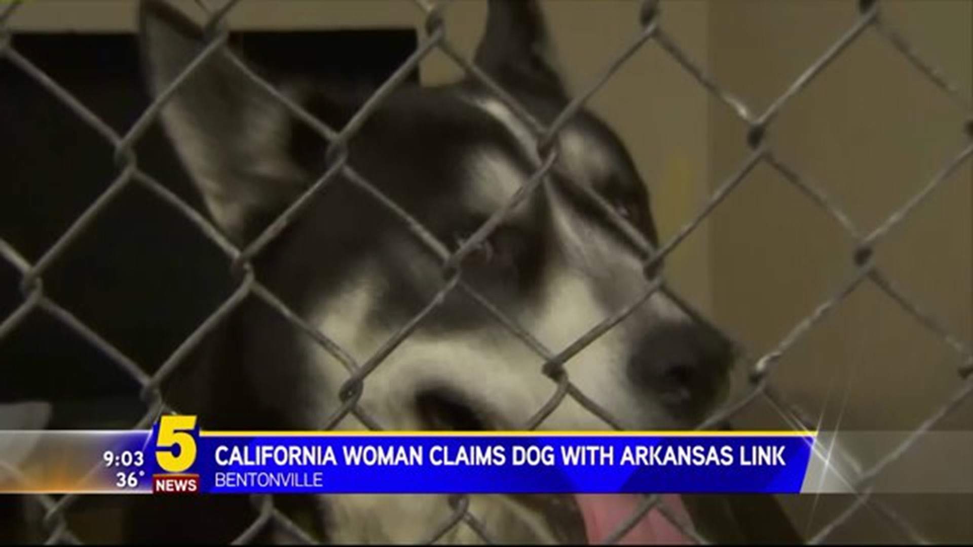 CALIFORNIA WOMAN CLAIMS DOG WITH ARKANSAS LINK