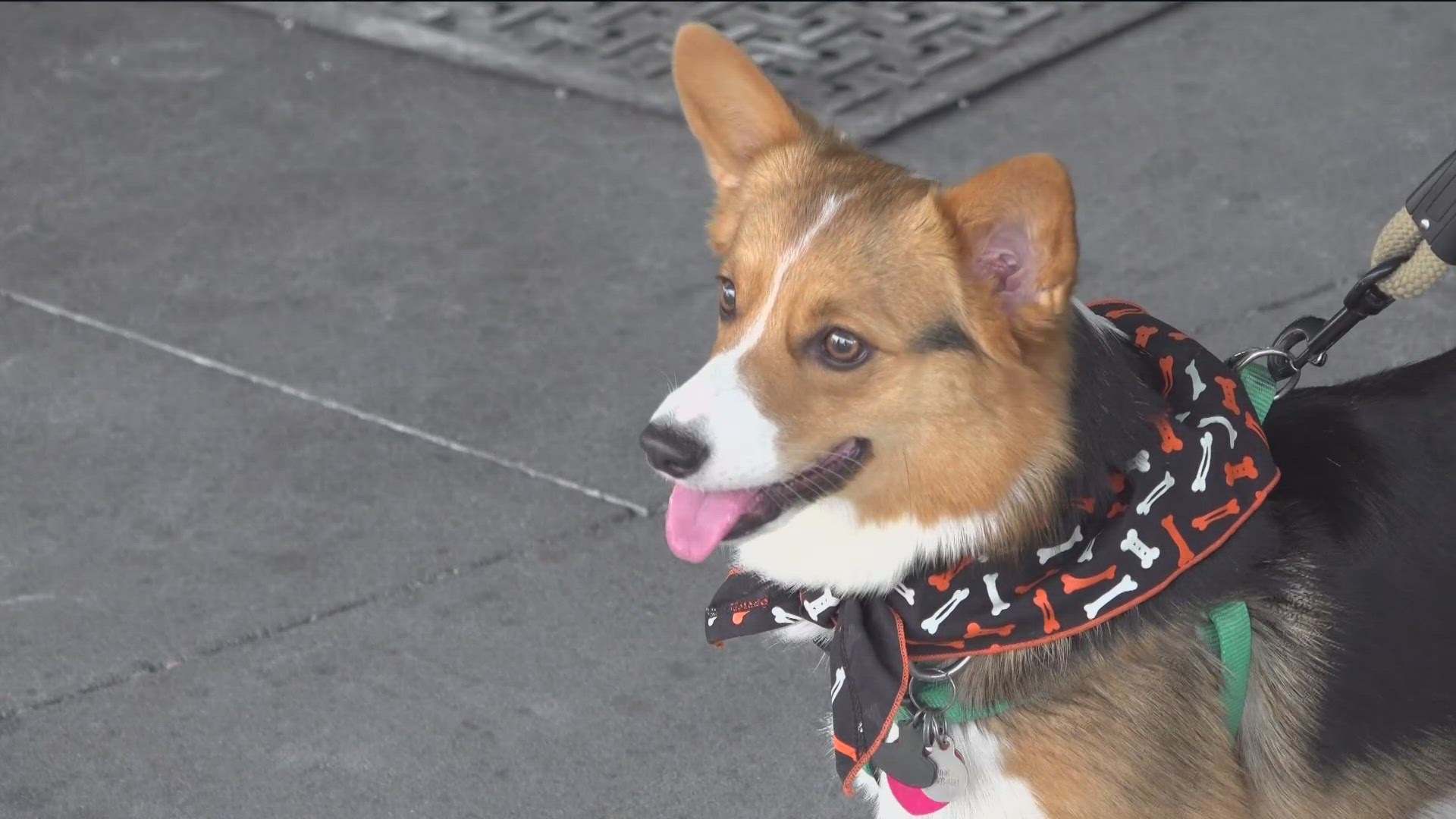 Monster Mash Adoption Bash held in Fayetteville