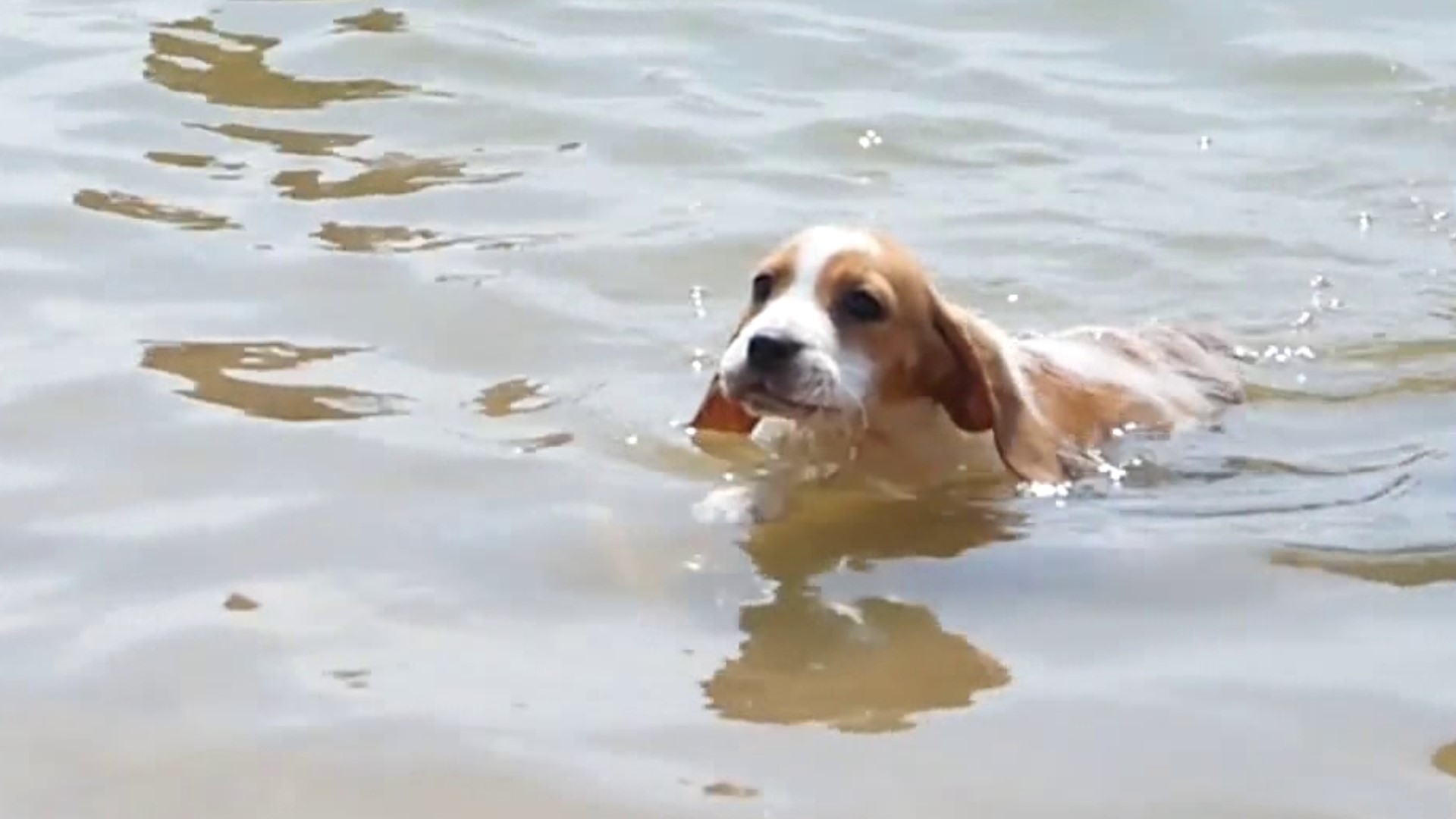 Cyanobacteria, or blue-green algae, can lead to health issues for animals.