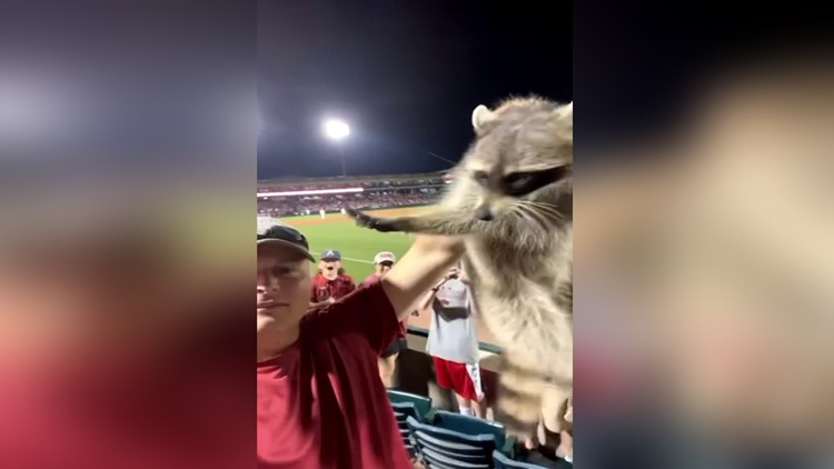 Razorback fan catches raccoon during Arkansas baseball game