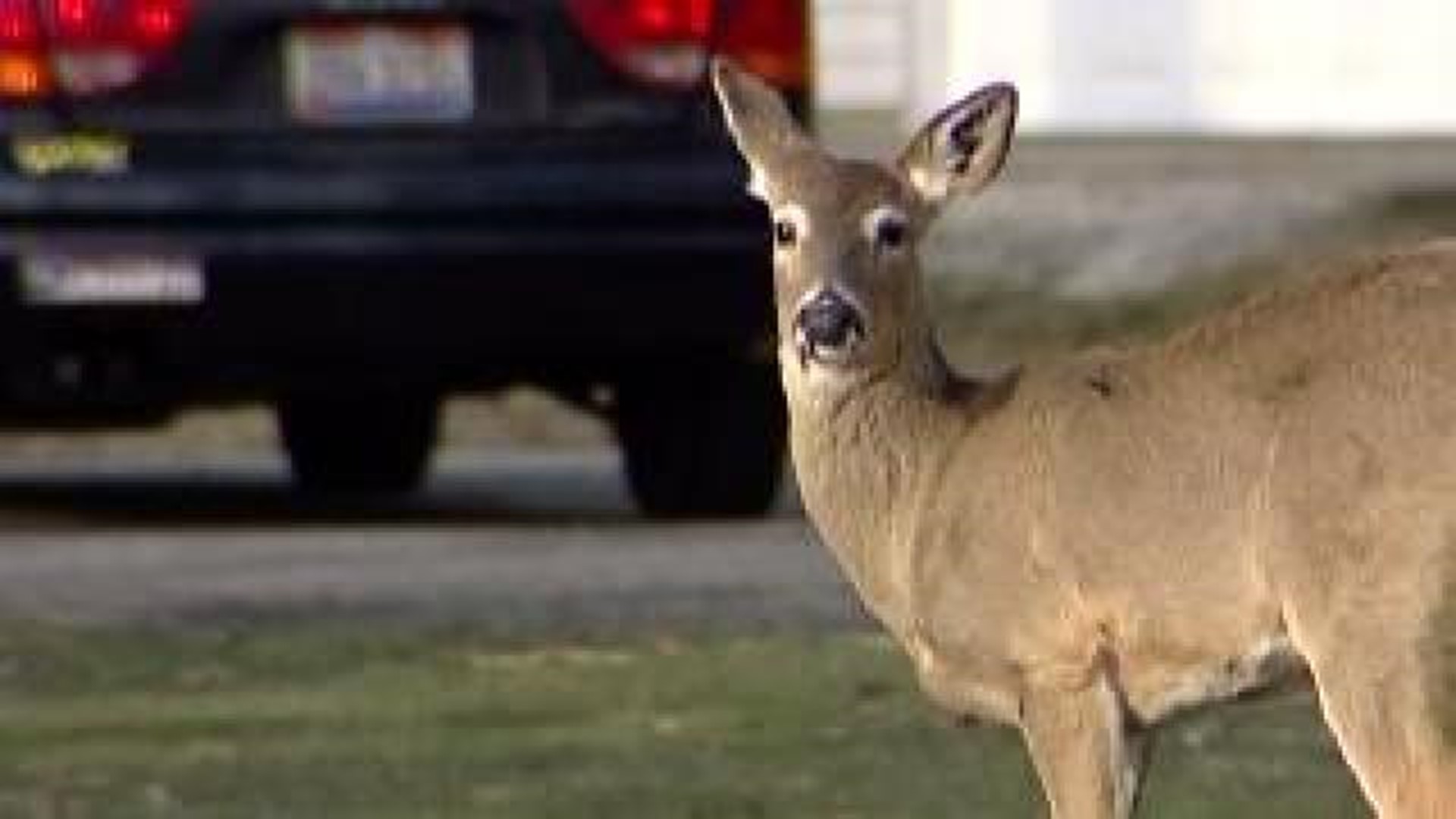Fort Smith Approves Urban Deer Hunt