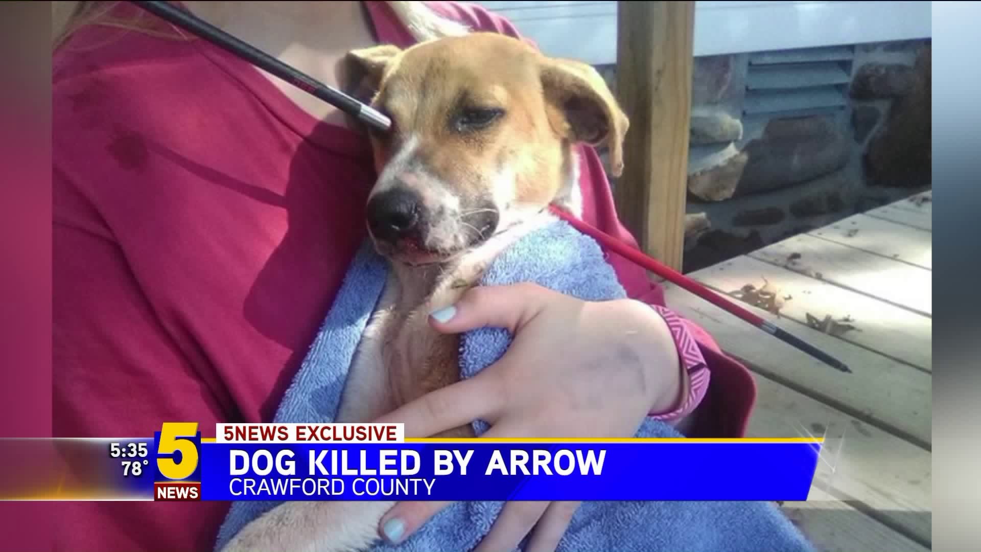 Puppy Shot With Arrow Dies