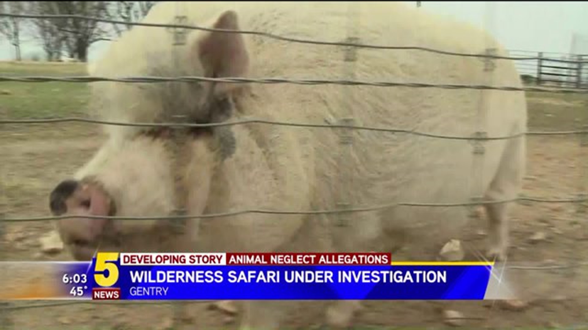 Wilderness Safari Under Investigation