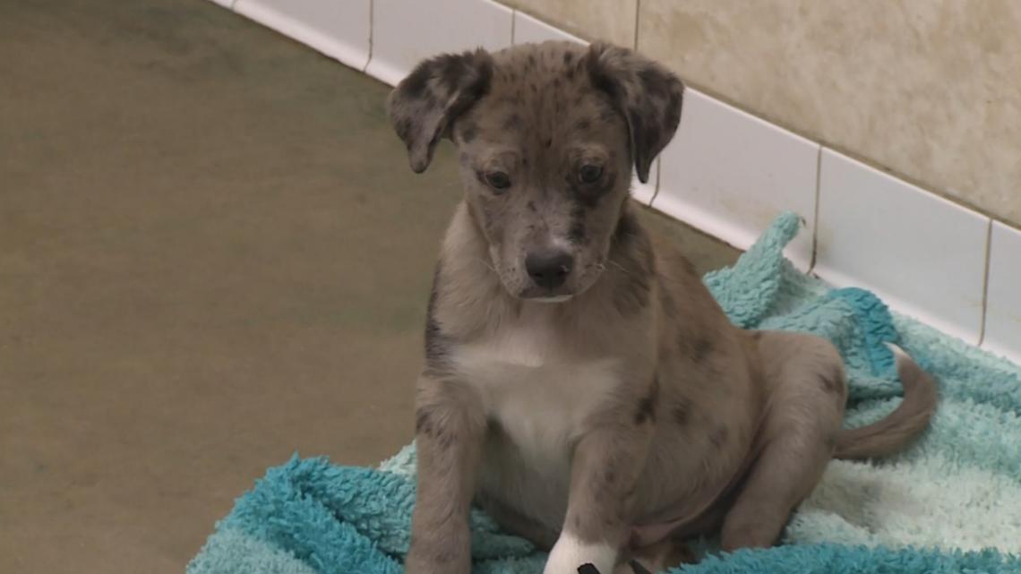 Oklahoma puppy's life hangs on hope as shelter raises funds for crucial surgery
