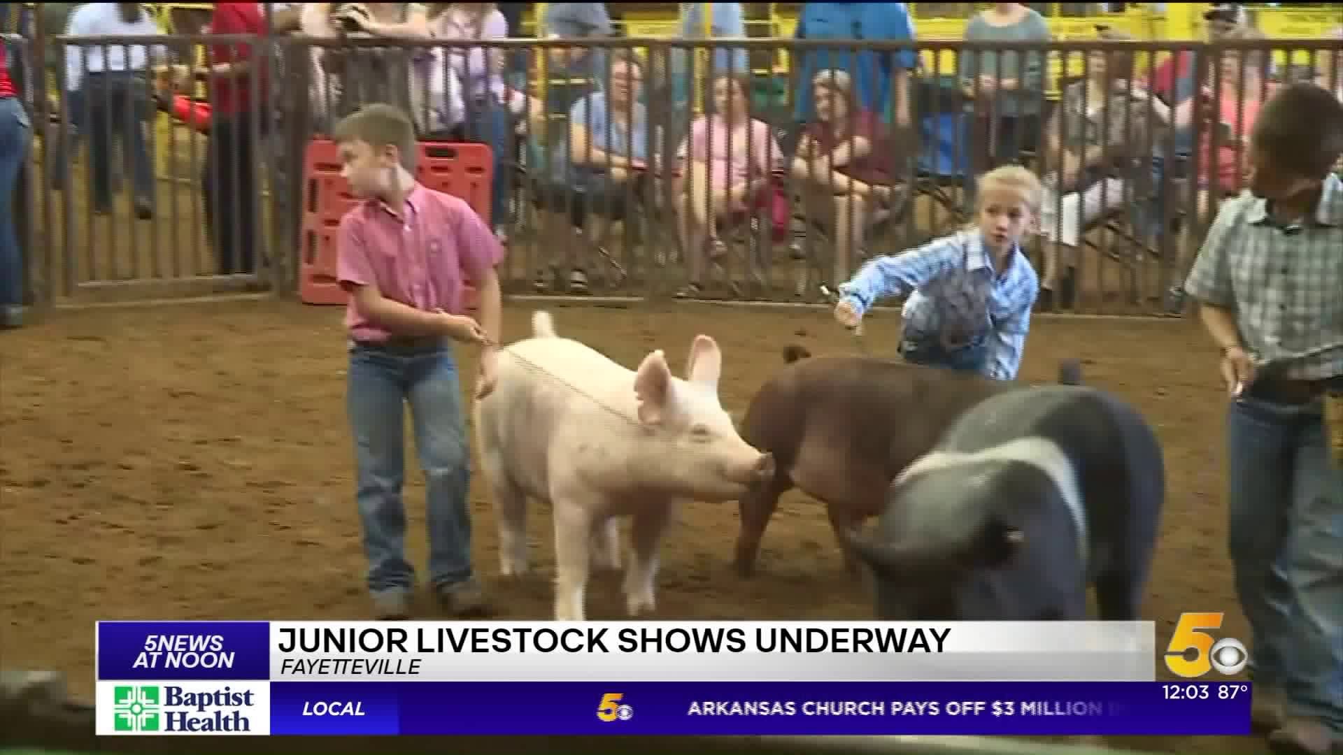 Livestock at the Washington County Fair