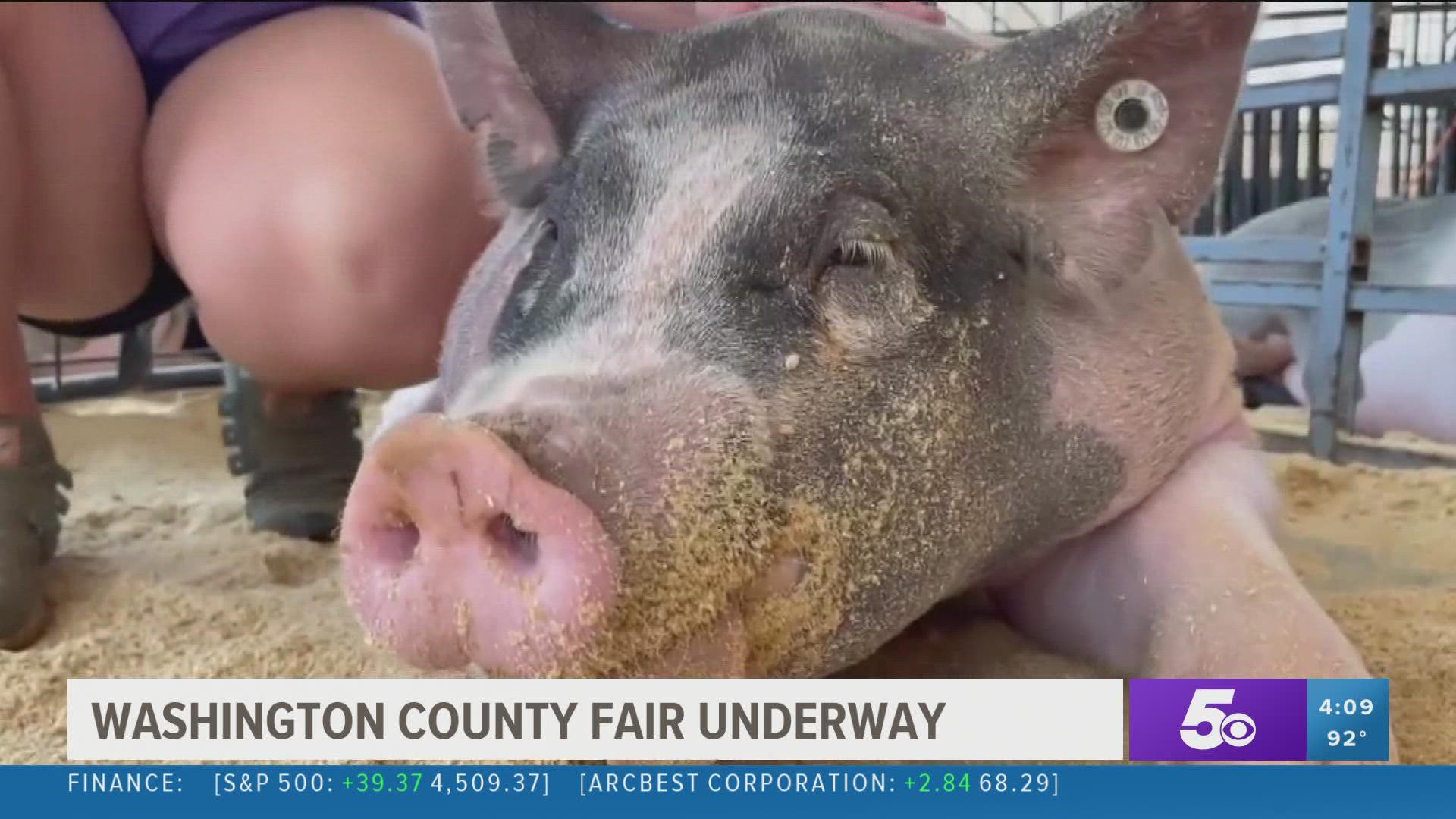 Livestock competitions are a huge part of the fair, in fact, they’re a majority of the week's events. Kids show sheep, cows, bunnies, chickens, and pigs.