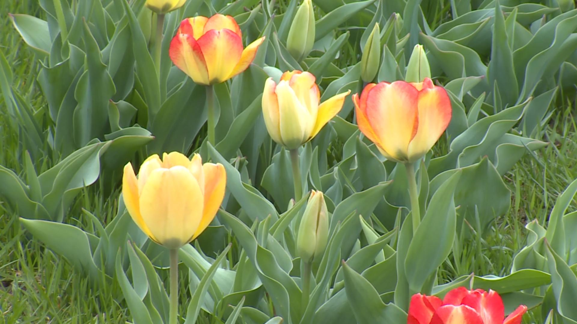 PerspectAbility's co-founder Kelli Jenson said the farm provides meaningful employment for neurodivergent adults and the broader community.