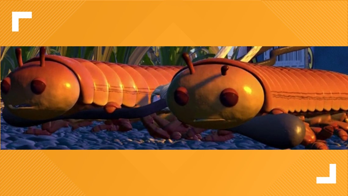 What To Know About The Venomous Giant Redheaded Centipede 5newsonline What To Know About The Venomous Giant Redheaded Centipede 5newsonline