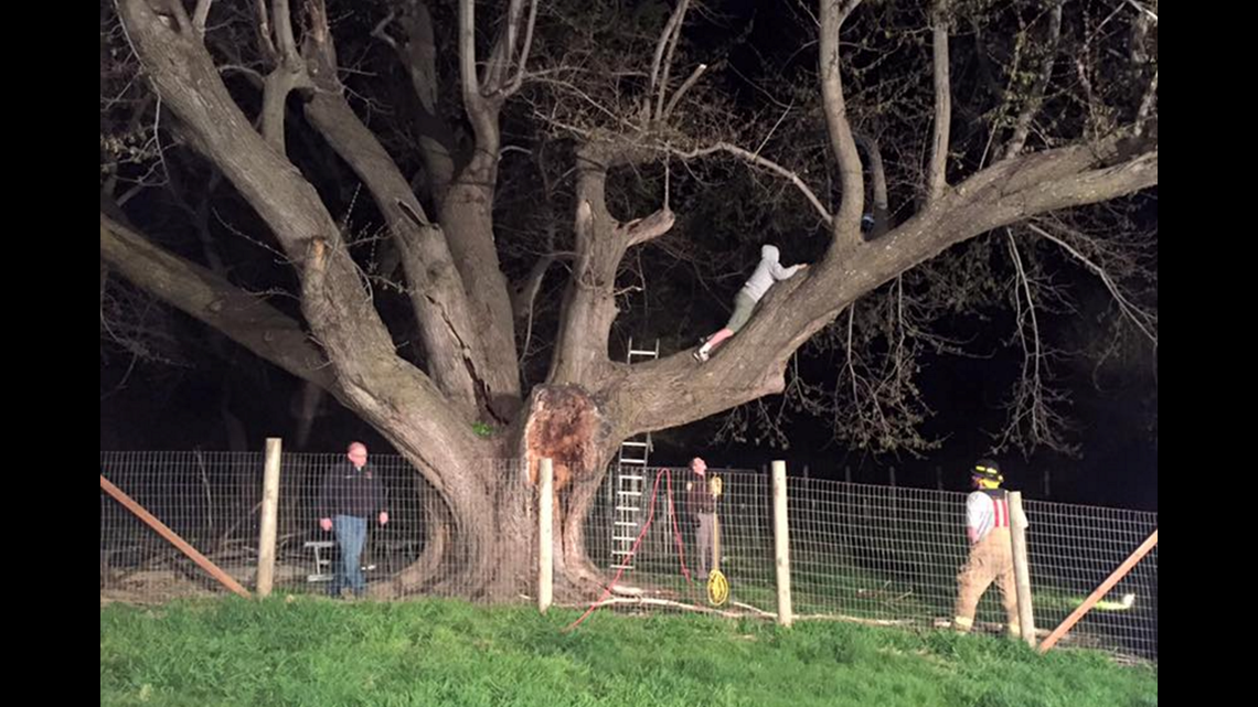 Firefighters Rescue 120-Pound Great Dane From Tree | 5newsonline.com