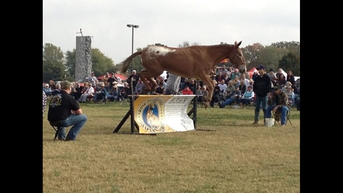 Jumping Mules Steal the Show in Pea Ridge | 5newsonline.com